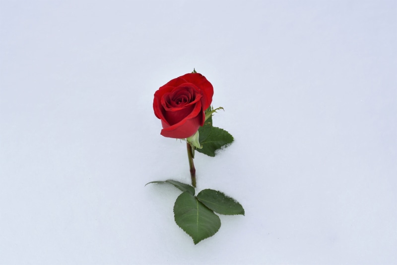 snowy, red rose in snow, green, cold, love symbol, vulnerability, petal, leaf, flower head, white, 5K, plant part, winter, fragility, outdoors, romantic