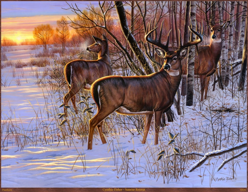 beauty, white trees, looks, beautiful, deer, view, trees, seasons, frosty, lovely, true, snow, true natural beauty, natural, 1080P