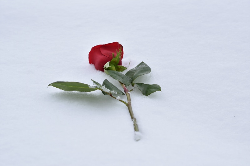 indoors, no people, rose, romantic, colorful, outdoors, 5K, cold, fragility, frost, petal, red rose in snow, close-up, love symbol, winter, plant part