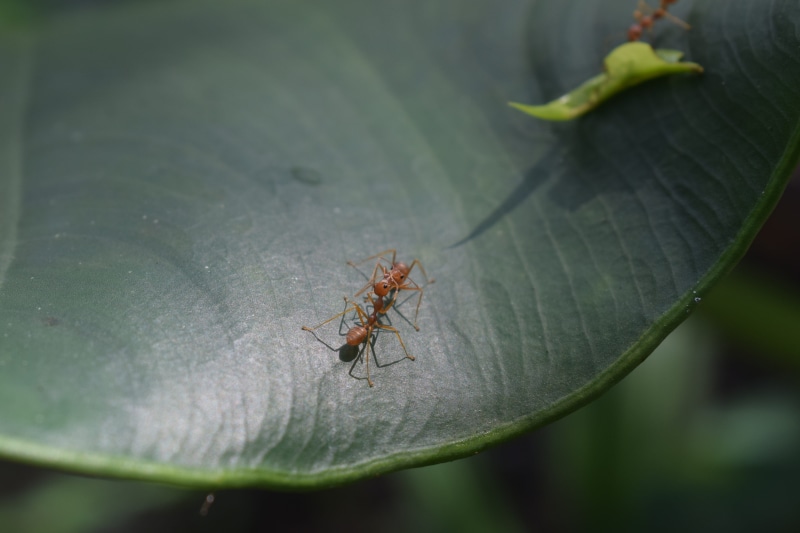 kiss, invertebrate, focus on foreground, love, animal, green color, animal wildlife, relation, true love, outdoors, family, fight, plant part, day, beauty in nature