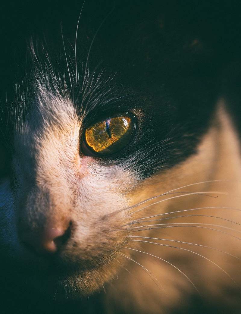 loving, kitty, nature, looking away, bokeh, cat, pure, whisker, vertebrate, animal eye, sunlight, animal themes, love, domestic, true, plant, animal head