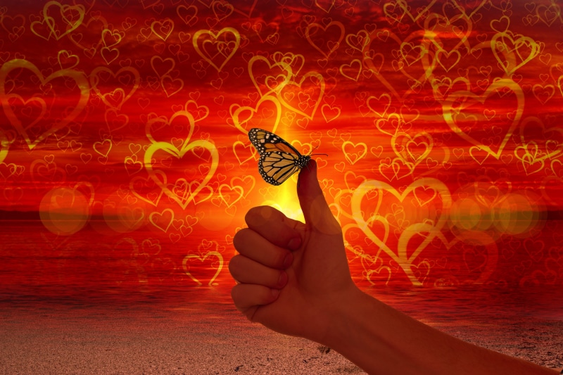 vertebrate, heart, 5K, creativity, human hand, be true, butterfly, high, hand sign, animal wildlife, top, favor, happy, affection, yes, holding, one person