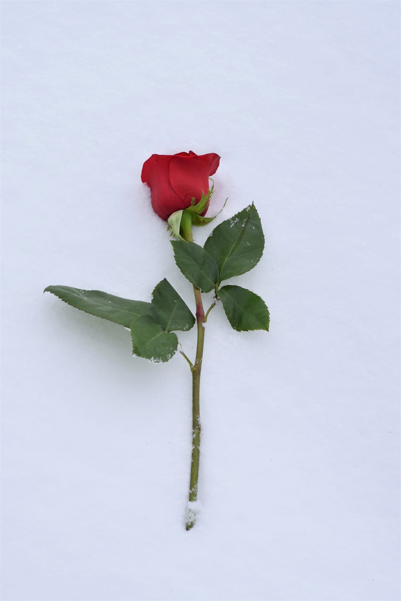 petal, outdoors, green color, snowy, no people, plant stem, flowering plant, leaf, freshness, white background, true love never dies, close-up, plant, cold