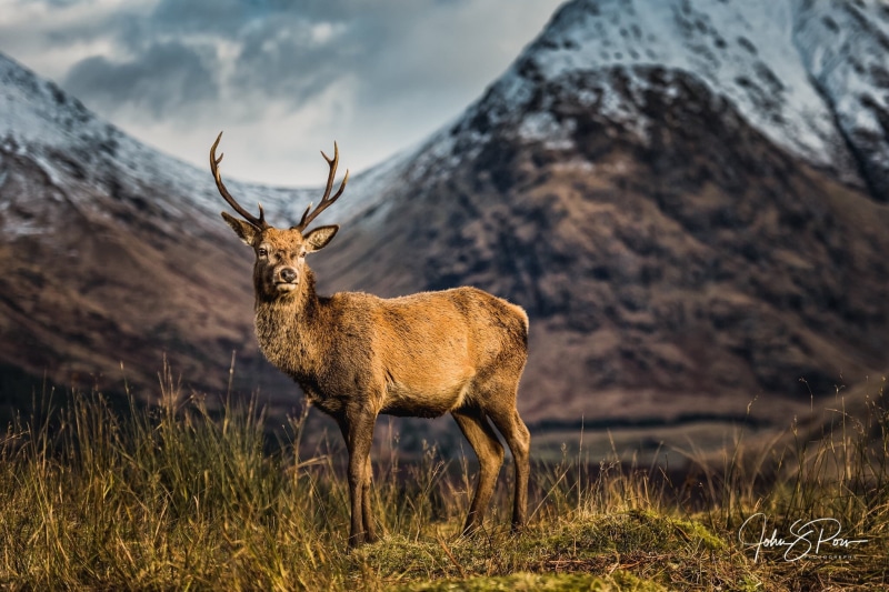 Scotland, photographer John and Pou, deer, unspoiled Glen Etive, mountains, 1080P, A Scottish icon, Reindeer