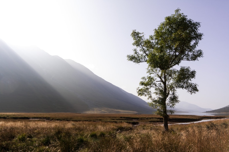 glencoe, 1080P, Favourite, nature, mountain, mountains, misty, landscape, daytime, glen etive, scenics, photo, outdoors, morning, tree