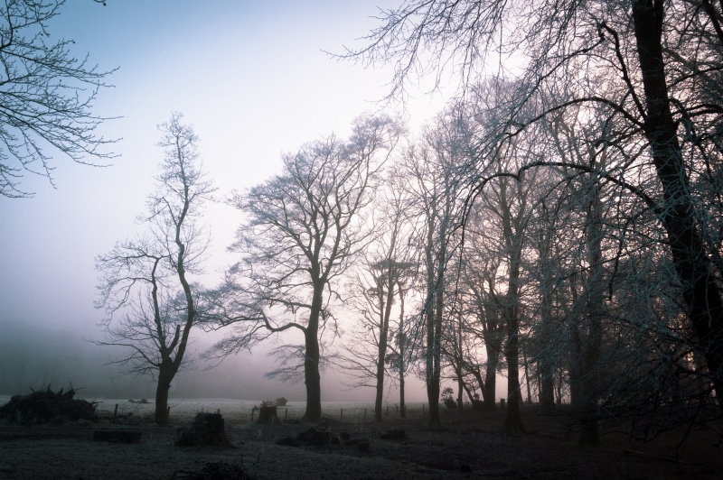 no people, tranquil scene, sunlight, non-urban scene, plant, scotland, bare tree, nature, environment, beauty in nature, land, outdoors, sunset, sky, tree trunk