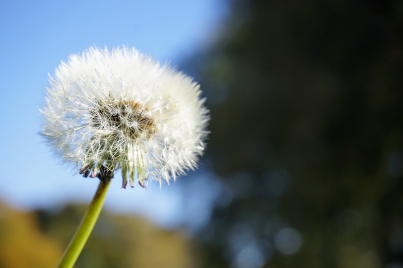 flowering plant, no people, flower, kilbarchan, plant stem, plant, 5K, dandelion seed, beauty in nature, flower head, fluffy, outdoors, day, freshness