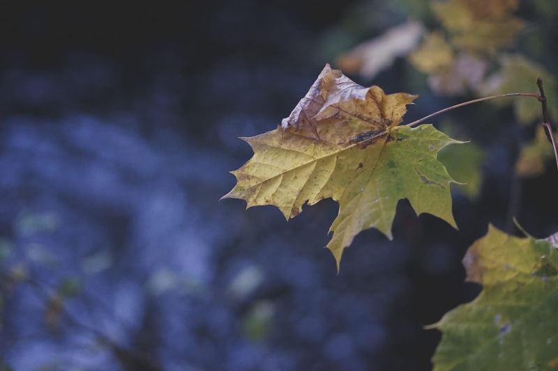 forest, close-up, natural condition, johnstone, fall colors, plant, woods, no people, renfrewshire, leaf, glasgow, beauty in nature, fragility, water, autumn leaves