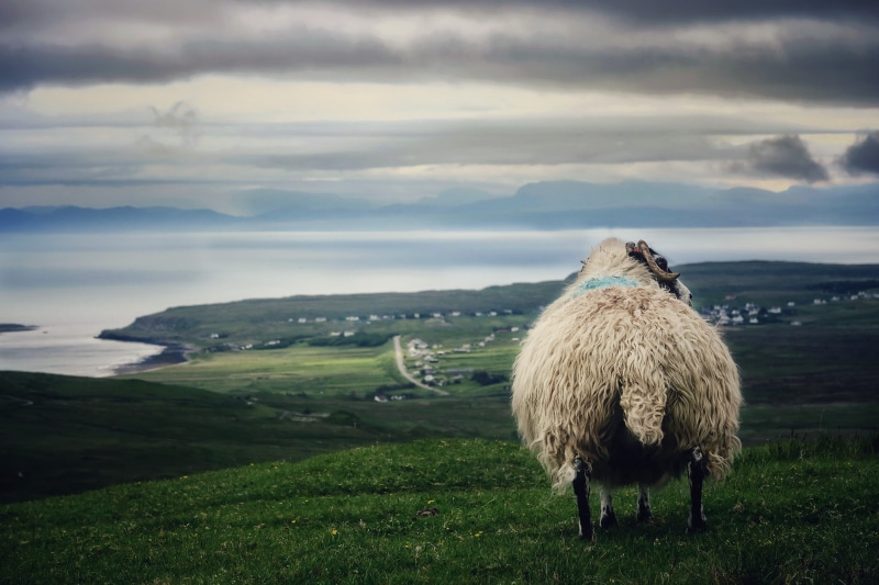 coast, highland, sheep, green color, portree, sky, no people, seascape, fat animal, outdoors, landscape, livestock, animal, scenics - nature, one animal