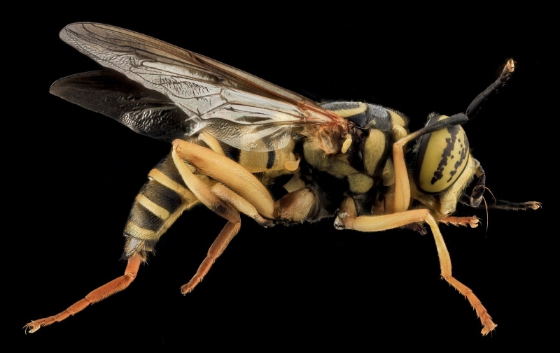 wildlife, yellow and black, Hover Fly, cut out, one animal, small, black background, full length, animal themes, yellow jacket mimic, animal wildlife, 2K
