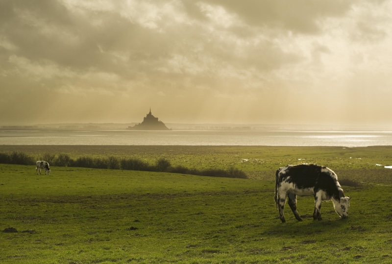 4K, europe, Normandy, landscape, michel, rural Scene, black and white, white, nature, grass, cattle, agriculture, Normandie, bretagne, cow, St Michaels Mount