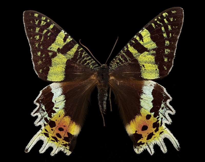 animal markings, madagascan sunset moth, animal wing, wings, macro, symmetry, animal themes, indoors, reflection, wildlife, beauty in nature, nature, insect