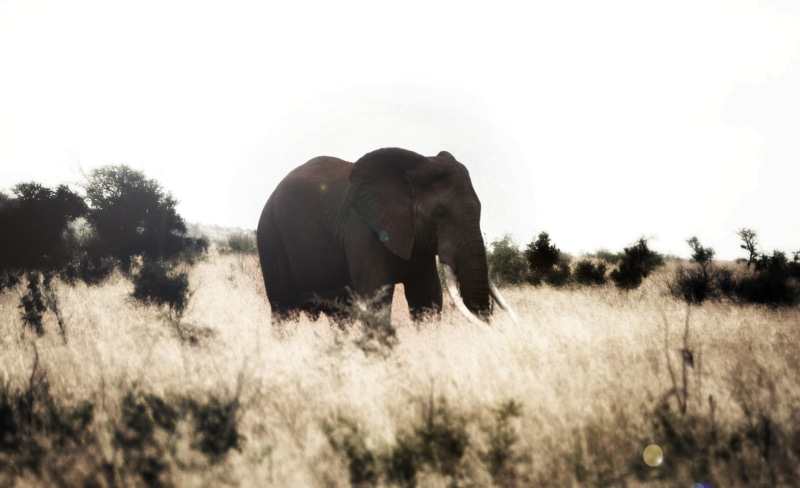 vertebrate, animal wildlife, animal themes, 1080P, Animals, wild animal, landscape, animals in the wild, tree, day, Elephant, herbivorous, field, kruger park