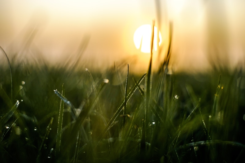 morning, green grass, meadow, Sunrise, green Color, field, Zeeland, Macro, sunset, light - Natural Phenomenon, dew, sunlight, outdoors, nature, Fujinon XF 35mm F/1.4 R