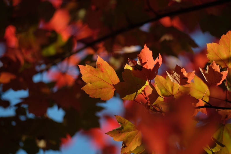branch, autumn, orange, growth, veins, change, x-t1, fuji, maple, fujifilm, day, leaves, 135mm, close-up, fall, leaf, red, tranquility, maple leaf