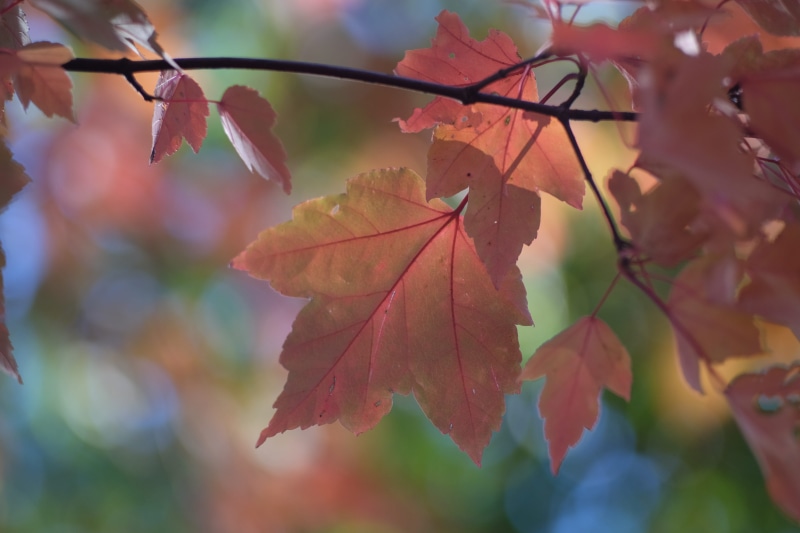 outdoors, branch, viktorforgacs, autumn, fujifilm, leaves, focus on foreground, growth, 4K, plant part, autumn collection, sun, leaf, green, leaf vein