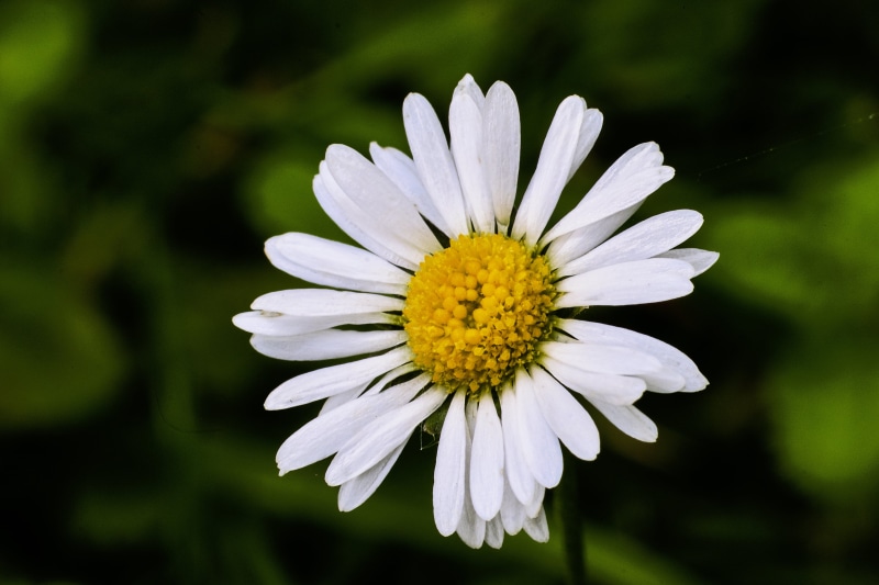 Converter, springtime, F1.8, nature, Fujinon, outdoors, F/1.8, summer, 4K, white daisy, petal, Digital Camera, EBC, daisy, close-up, M42, plant, green Color