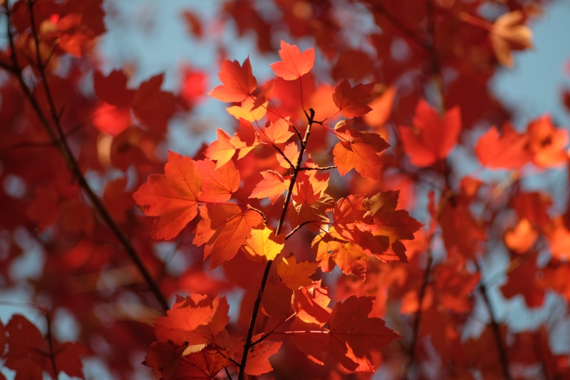 nature, x-t1, viktorforgacs, leaves, sun, branch, low angle view, focus on foreground, beauty in nature, tree, natural condition, close-up, fujifilm, maple leaf