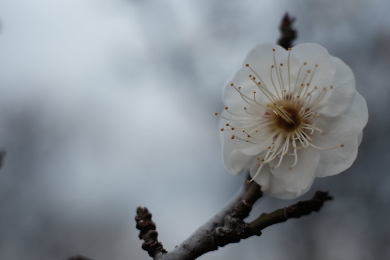 4R, branch, ãã¤ã, å£, tokyo  X, ã©ã, close-up, フシ, selective, palm, photo, 東京, 4K, ãã, X-T1, X  X, ム, æ, nature, ikegami, fujifilm, æ¢å, flower, classic