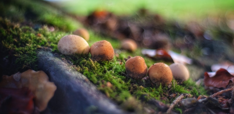 leaves, fruit, land, sunny, nature, moss, fuji, brown, plant, autumn, close-up, day, fall, x-t1, food, growth, depth of field, mushroom, vegetable, 4K