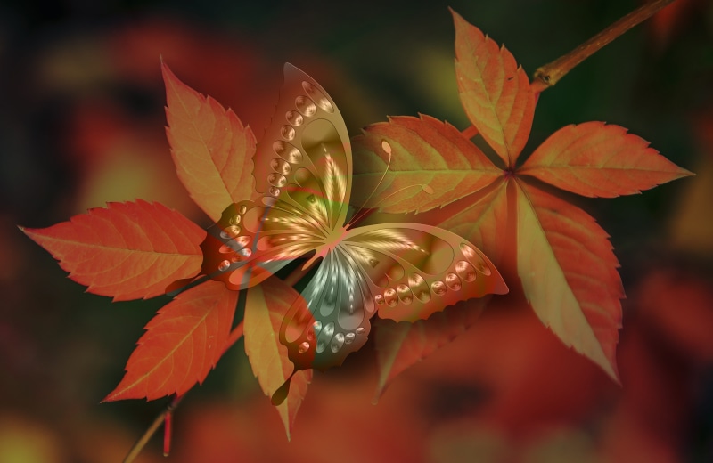 plant part, illusion, artistically, outdoors, closeup, marbled, no people, flower head, image, leaves, flower, brown, meditation, freshness, surface, petal