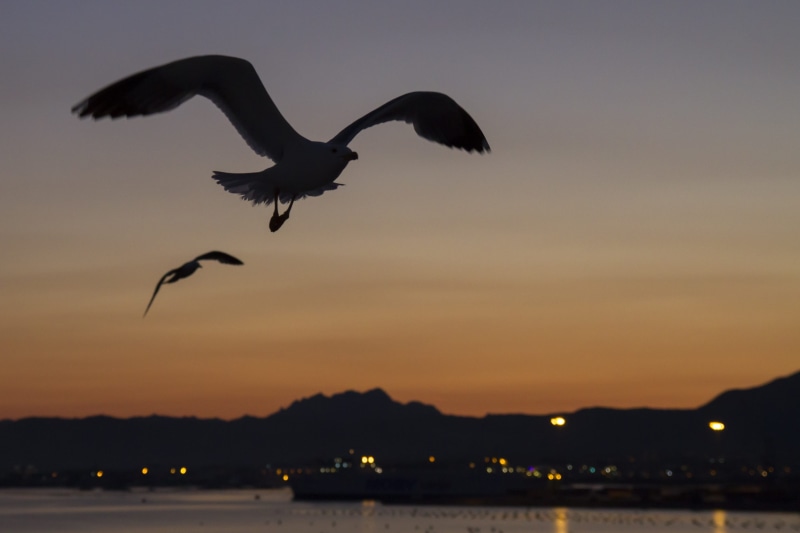 vertebrate, flying, Olbia, beauty in nature, bird, scenics - nature, motion, afterglow, evening sky, spread wings, mid-air, sardinia, animal wildlife, Contour