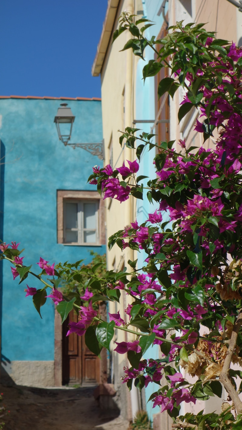 city, flower arrangement, house, nature, freshness, Architecture, pink color, mood, window, growth, Sardinia, outdoors, potted plant, built structure, plant