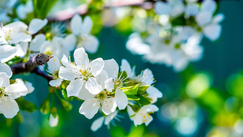 4K, blooming, flowery tree, tree, blossom, spring, springtime