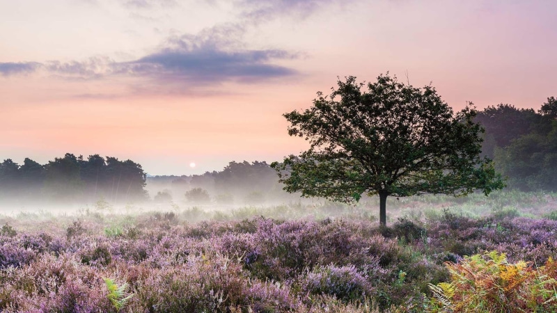 misty, flowery field, 1080P, tree
