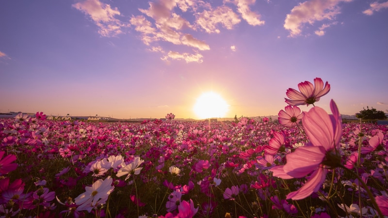 flowery field, flower field, sunrise, flower, 4K, morning, field, sky