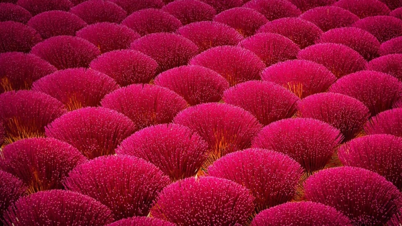 flower, amazing, flower field, 1080P, flowery