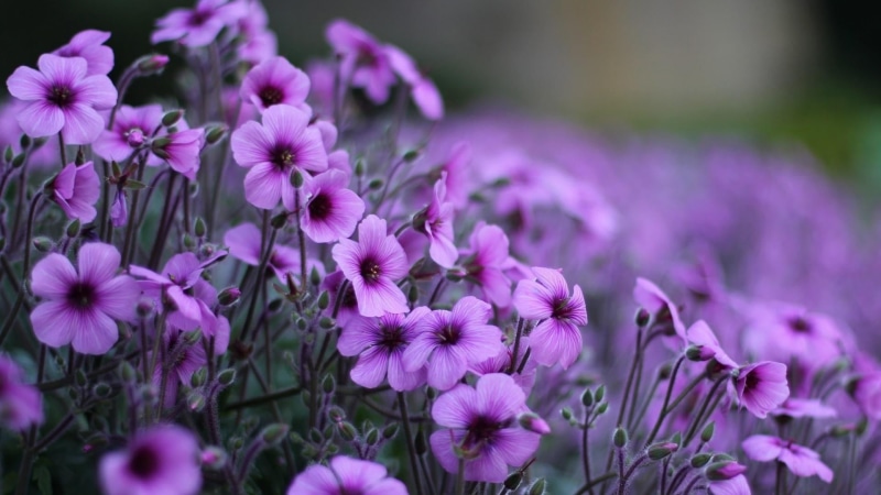 vulnerability, no people, flowerbed, plant, freshness, close-up, beauty, inflorescence, springtime, beauty in nature, nature, flowering plant, focus on foreground
