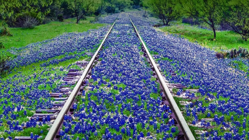 1080P, rails, amazing, trails, flowery