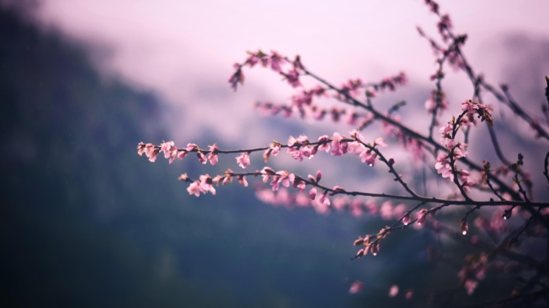 flower head, flowering plant, buds, no people, flower, pink color, nature, focus on foreground, plant, sky, outdoors, branch, flowery, growth, freshness