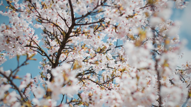 4K, spring, blooming, blossom, flowery tree, flowery