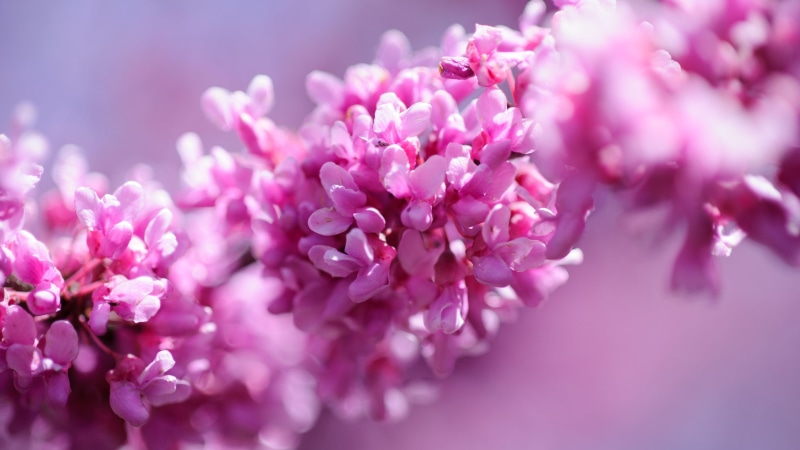 flowery, blossom, blurry, 4K