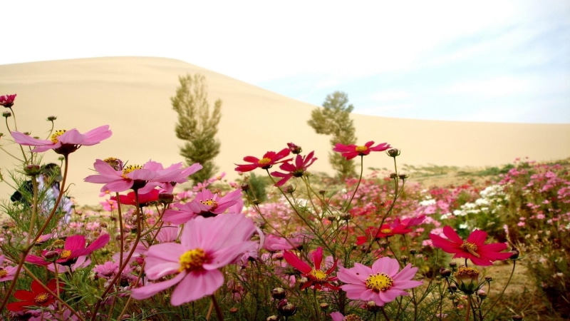amazing, 1080P, landscape, flower field, field, flower, summer, flowery