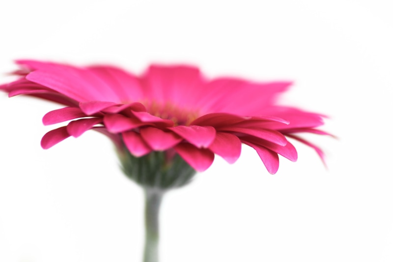 Flowery, Gerbera, Tamron, petal, close-up, 4K, Simple, flower, Screen, DoF, 90mm, flower Head, Sony  A700, pink Color, plant, flower  Flower, Colors, nature