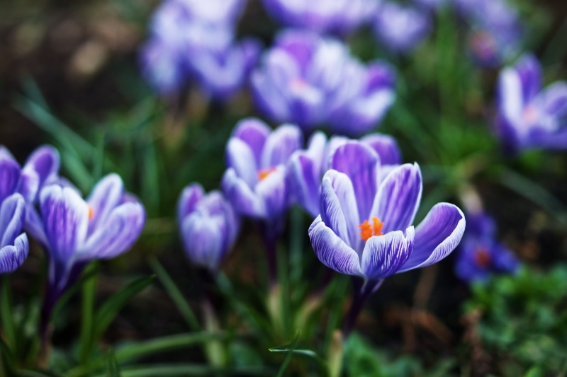 Crocus, springtime, Close-up, photography, shallow focus, season, shallow, Flowery, Sony  A700, focus, beauty In Nature, Green  Spring, Bokeh, flower, Purple