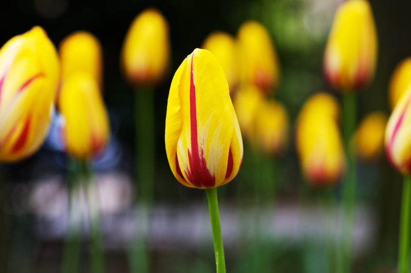 flower, DoF, 90mm, Colorful, Macro, outdoors, selective, beauty In Nature, 4K, yellow, season, multi Colored, Colors, Close-up, Yellow  Green, Flowery