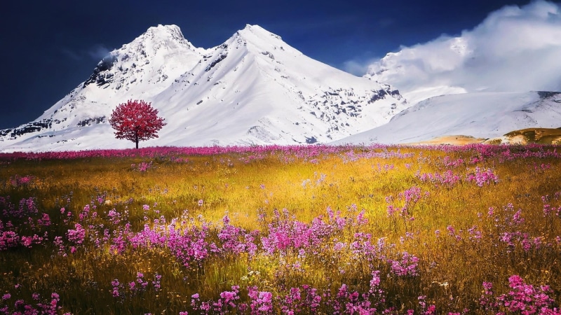 spring, flowerfield, bloomy, blooming tree, snow covered, field, 1080P, cloud, snow cap, flowery, meadow, mountains, tree