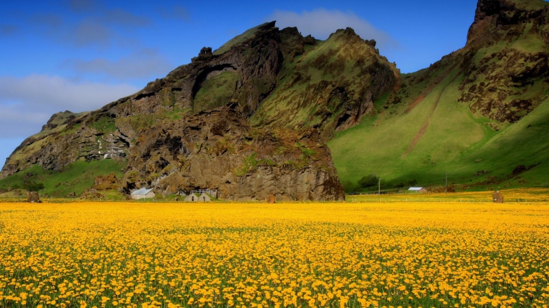 flower, nature, field, no people, plant, idyllic, sky, springtime, tranquility, freshness, tranquil scene, mountain range, growth, beauty in nature, landscape