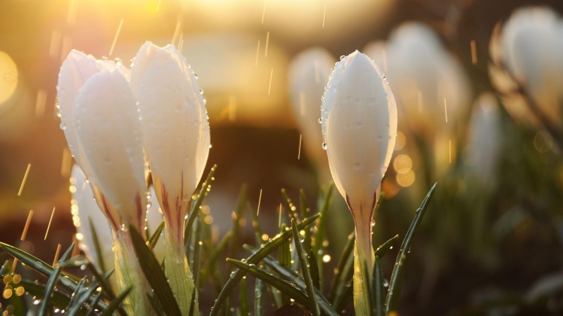 flowery, drops, snowdrops, buds, glare, blooming, spring, 4K, blossom, sunray, bloom, snowdrop, flora