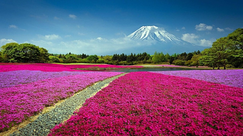 landscape, volcano, 1080P, japanese, spring, flower field, flowery, japan