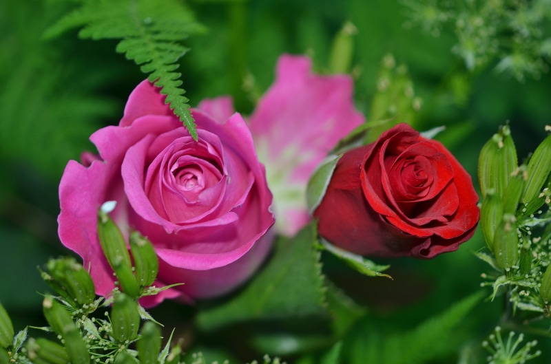 green, mothers day, pink, flowering plant, nature, mothers day, velvety, macro, flowers, passion, blossom, leaf, floral, pink color, green leaf, rose, vulnerability