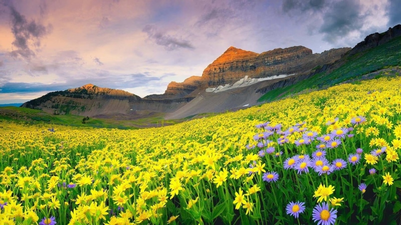 tranquil scene, rural scene, land, beauty in nature, scenics - nature, flower, spring, vibrant color, environment, freshness, flower field, mountain, springtime