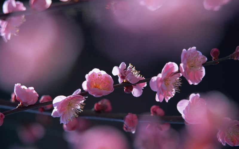 photoshop, multicolor, nature, photo, flowery, scene, spring, nice, black, button, 2K, flush