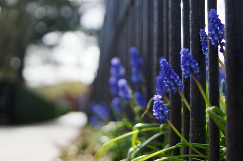 2K, Low, Bokeh, fence, metal, flower Head, DoF, daytime, Sony, Flowery, purple, plant, Blue  Metal, springtime, PoV, grape Hyacinth, nature, grape, A77