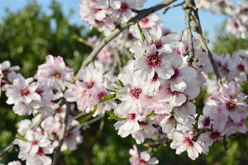 beauty in nature, spring, flower, blossom, inflorescence, almond flowers, cherry blossom, pollen, day, petal, close-up, fragility, flowering, springtime