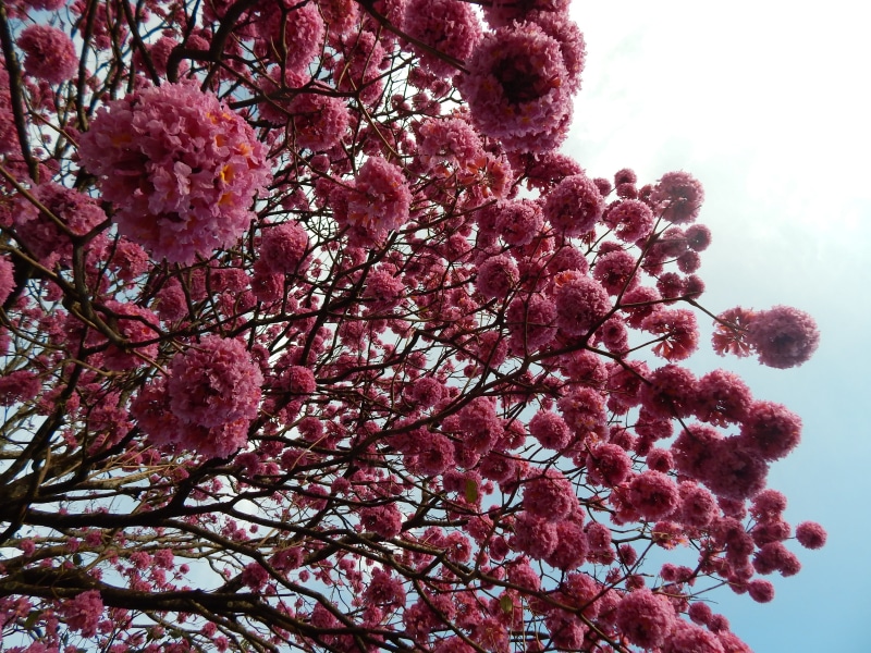 ipê-purple, outdoors, ipê, bunch of flowers, cherry blossom, ipê rosa, vulnerability, fragility, blossom, day, freshness, flowers roses, ipe flowery, brazil